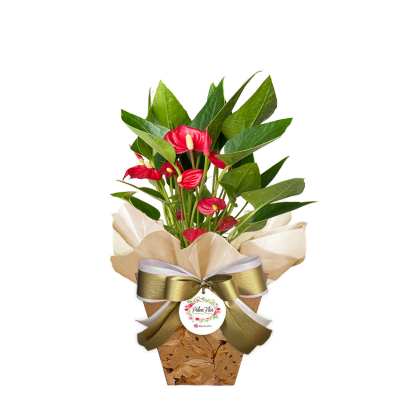 Mini Antúrio - Plantadas em Vaso - Flores | Pólen Flor Floricultura | São  José do Rio Preto