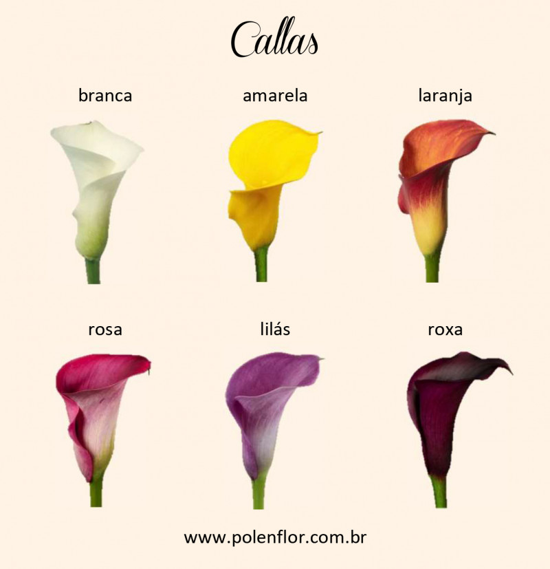 Buquê de Noiva - Callas - Buquês de Noiva - Flores | Pólen Flor  Floricultura | São José do Rio Preto