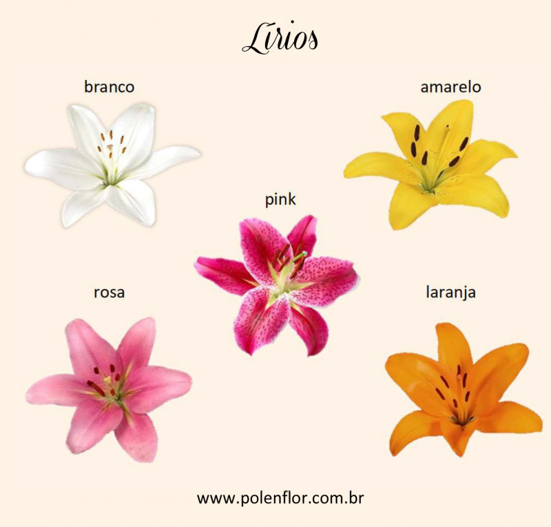 Buquê de Noiva - Lírio c/ Gips - Buquês de Noiva - Flores | Pólen Flor  Floricultura | São José do Rio Preto