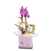 Mini Orquídea c/ Ferrero