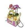 Kit Orquídeas Com Carinho